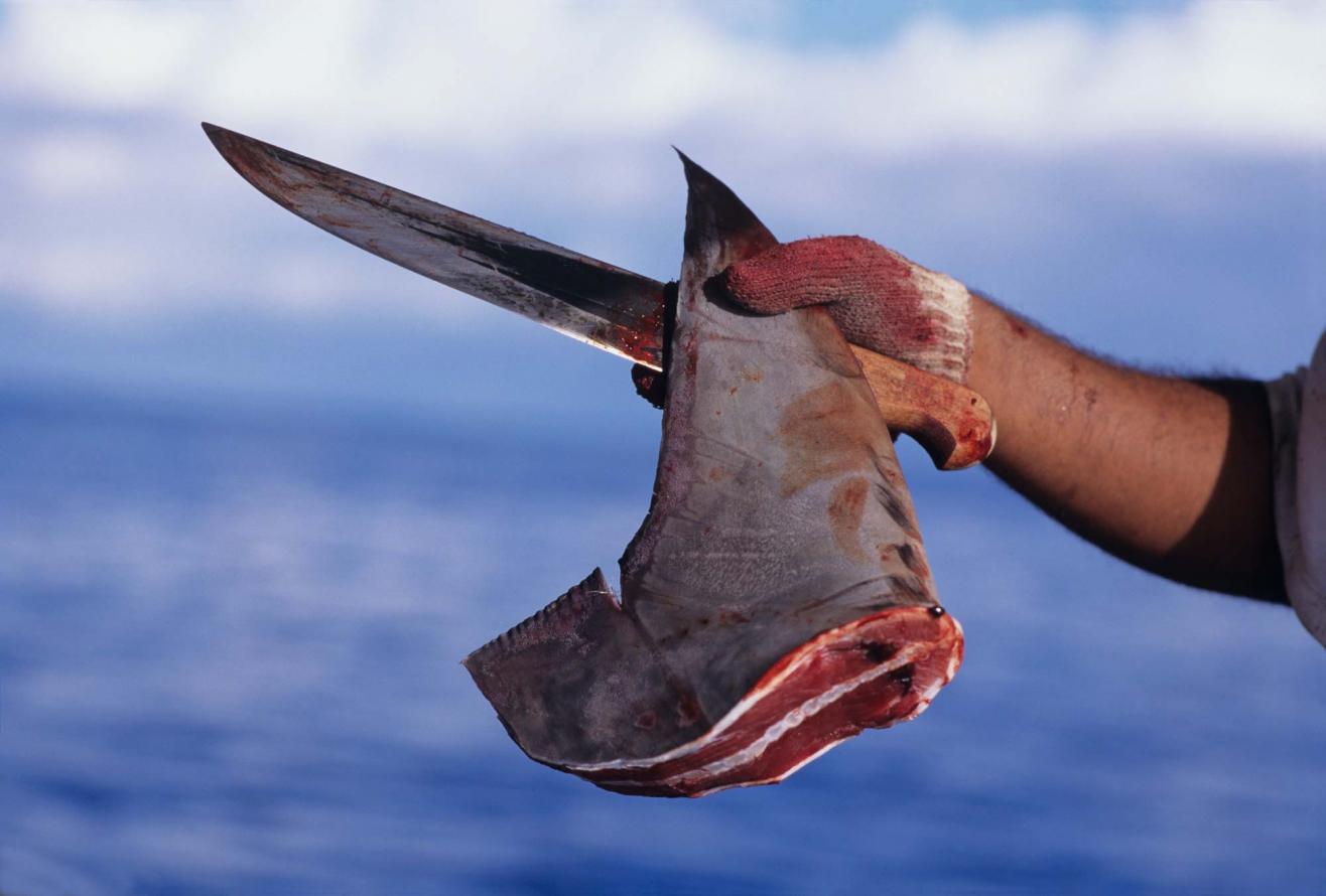 What is Shark Finning and How it Destroys Our Eco System