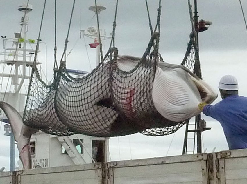 Japan plans illegal Whaling again!