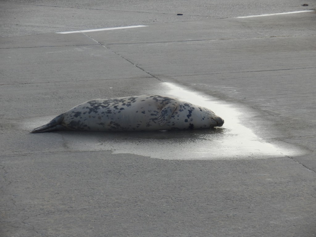 Mother-seal, cooling down in a puddle.