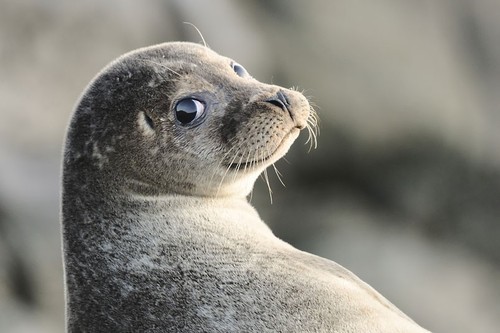 Extinct Heligoland seals are returning to German coasts